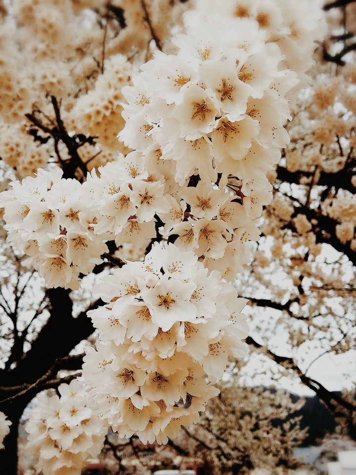 Cherry Blossoms