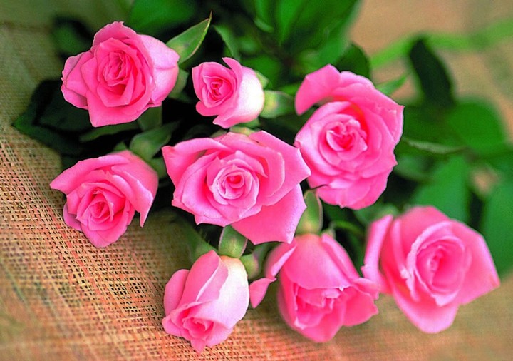 pink rose