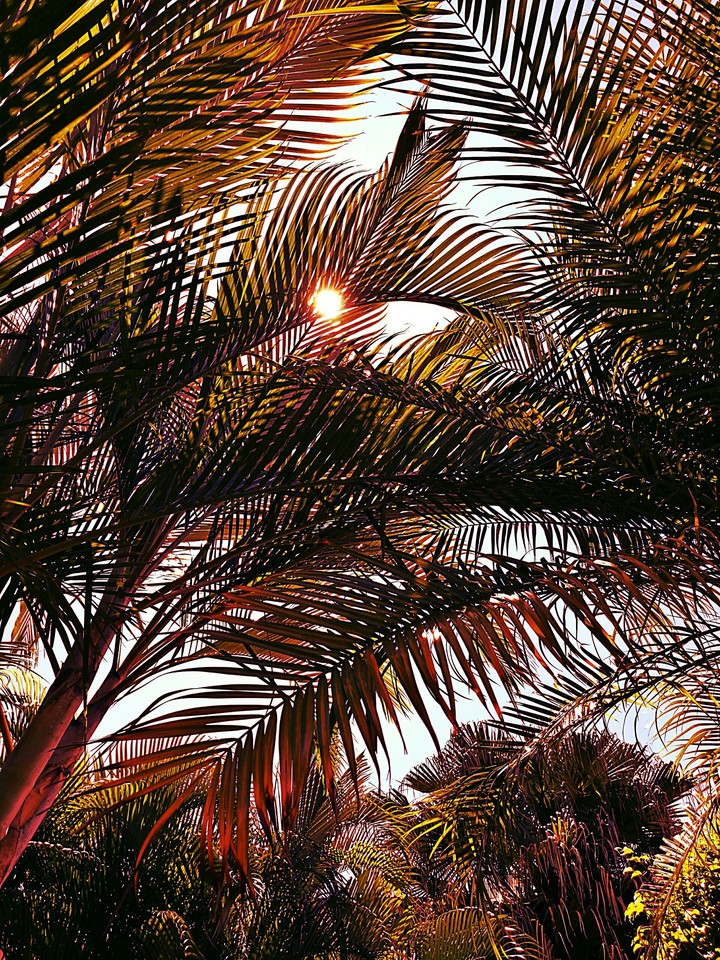 palm trees