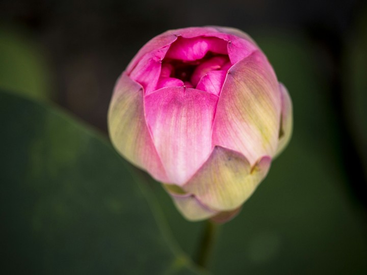 Lotus