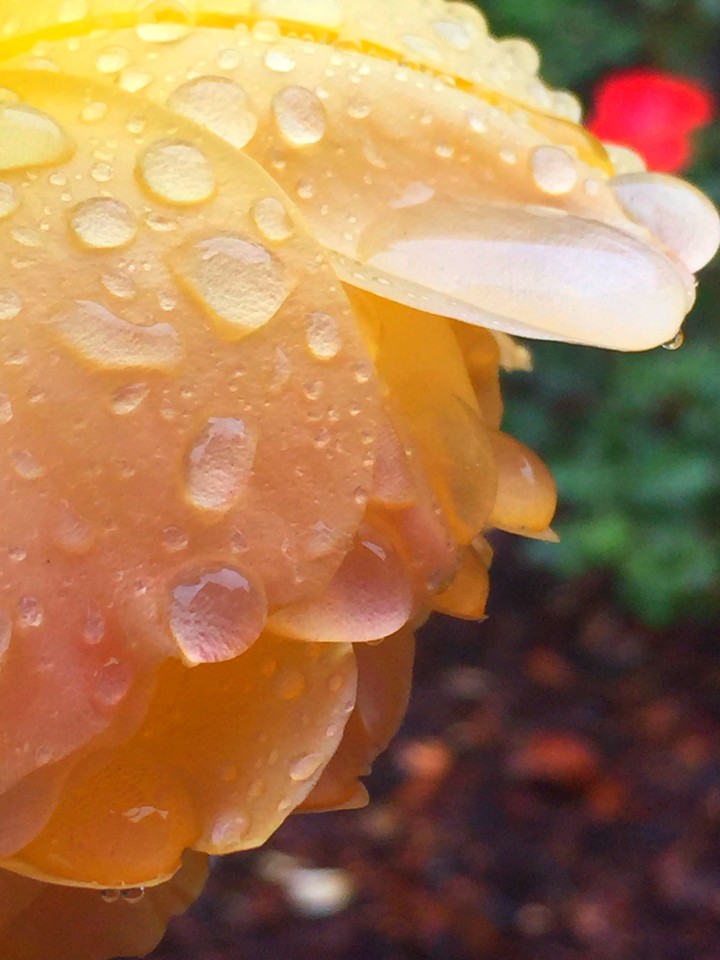 rain