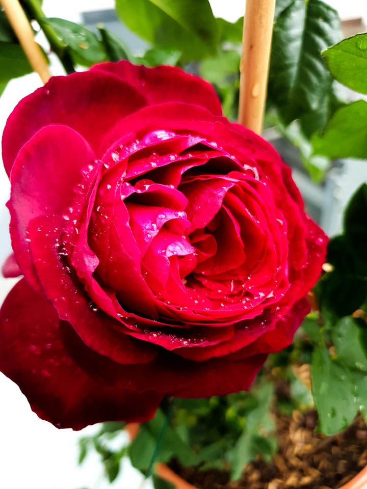 Rosentraum