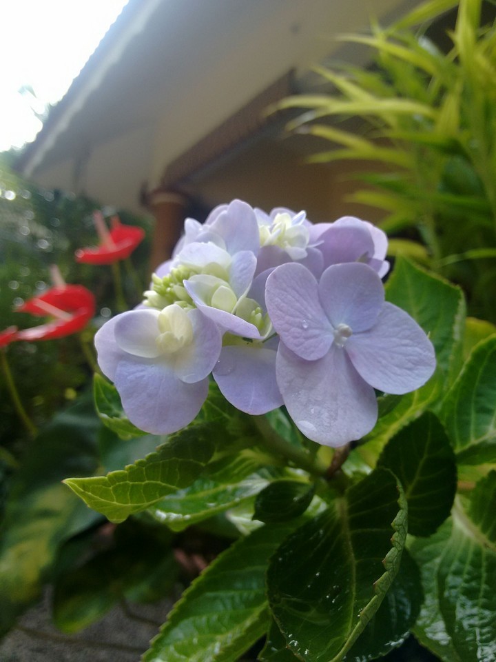 hydrangea
