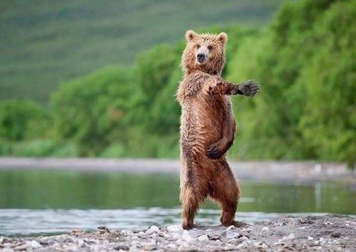 Animals acting