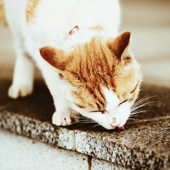 Thirsty cat 목마른 고양이