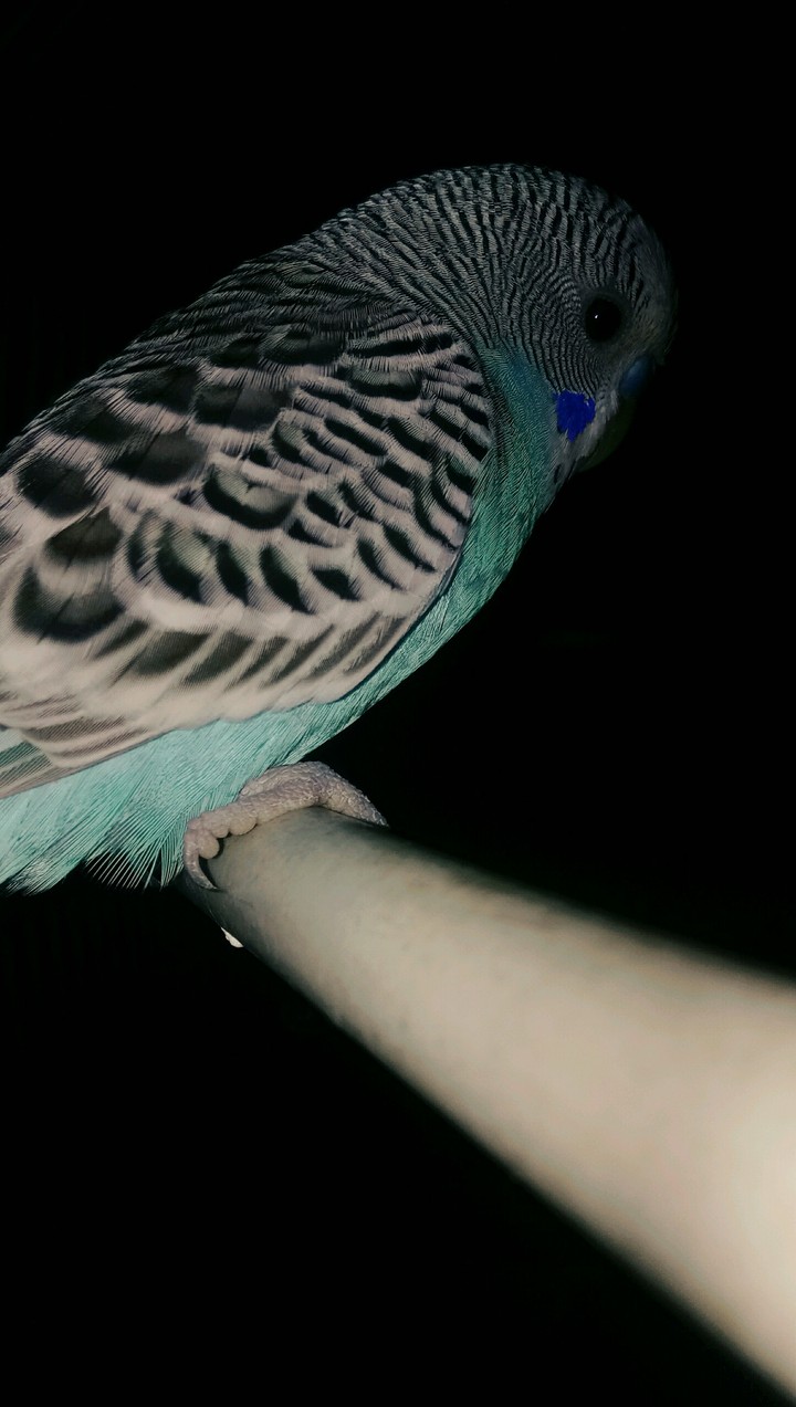 parrot