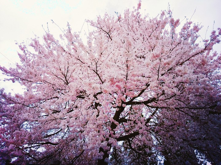 Cherryblossom