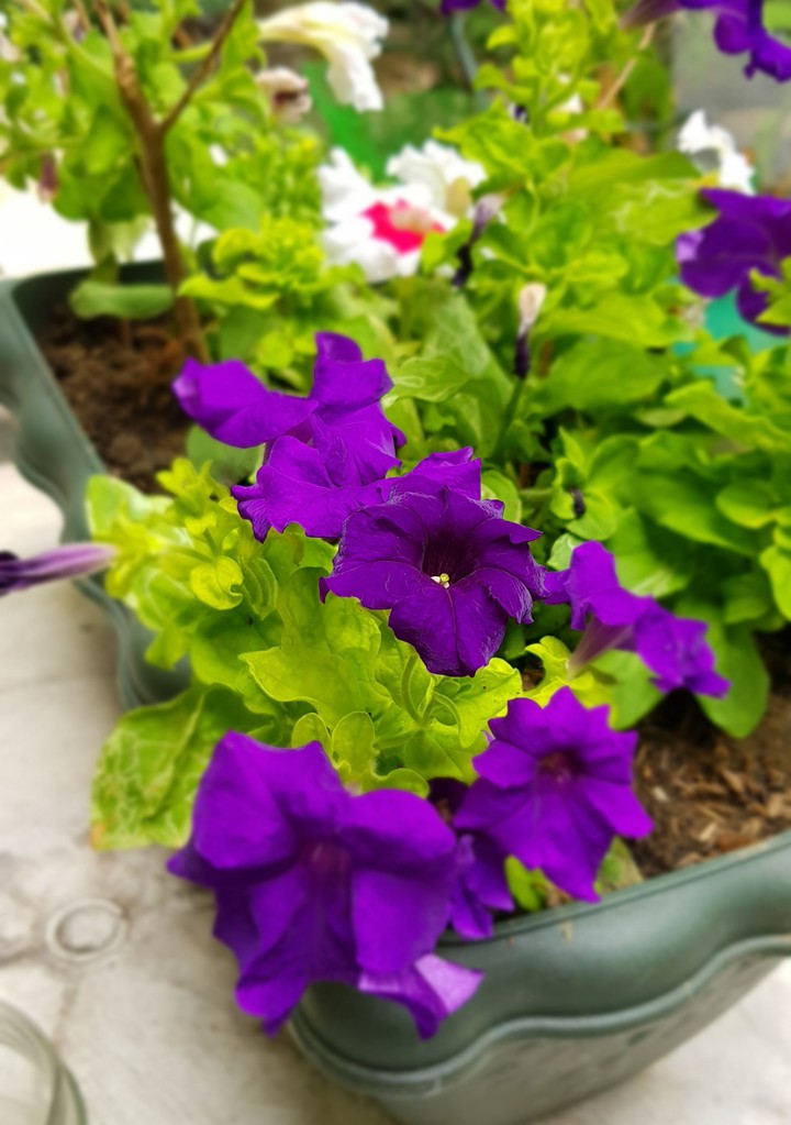 Purple Petunias