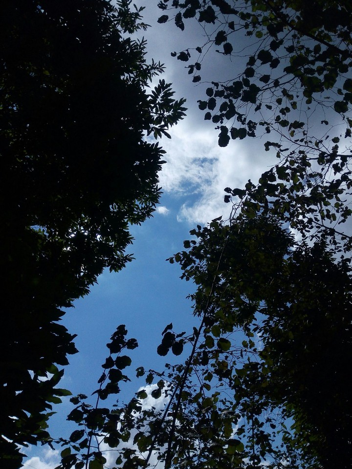 Jungle