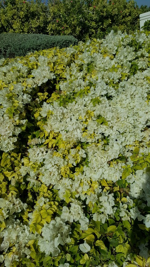 flowers *)