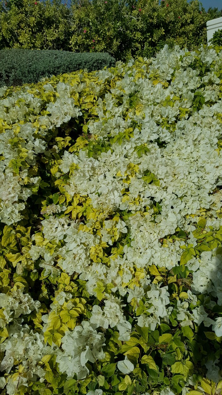 flowers *)