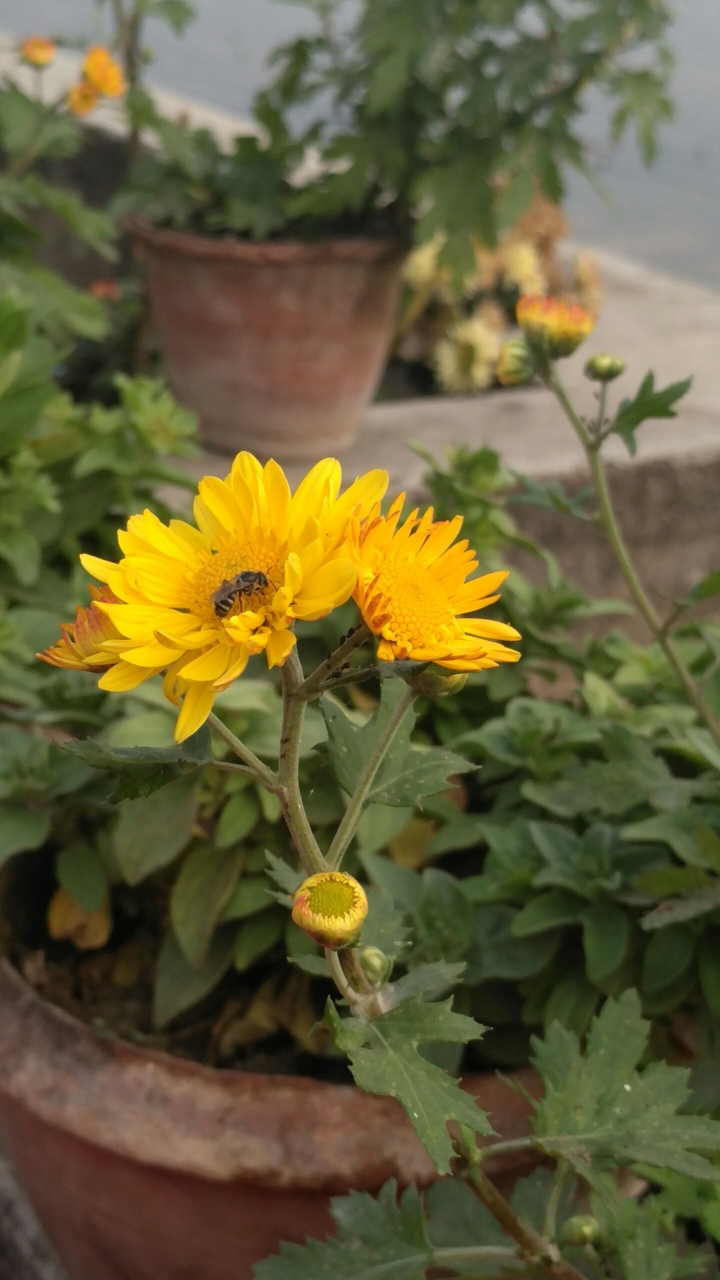 bees on flower