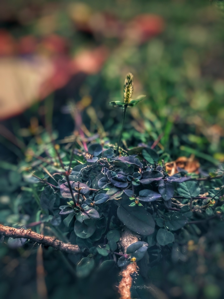 leaves