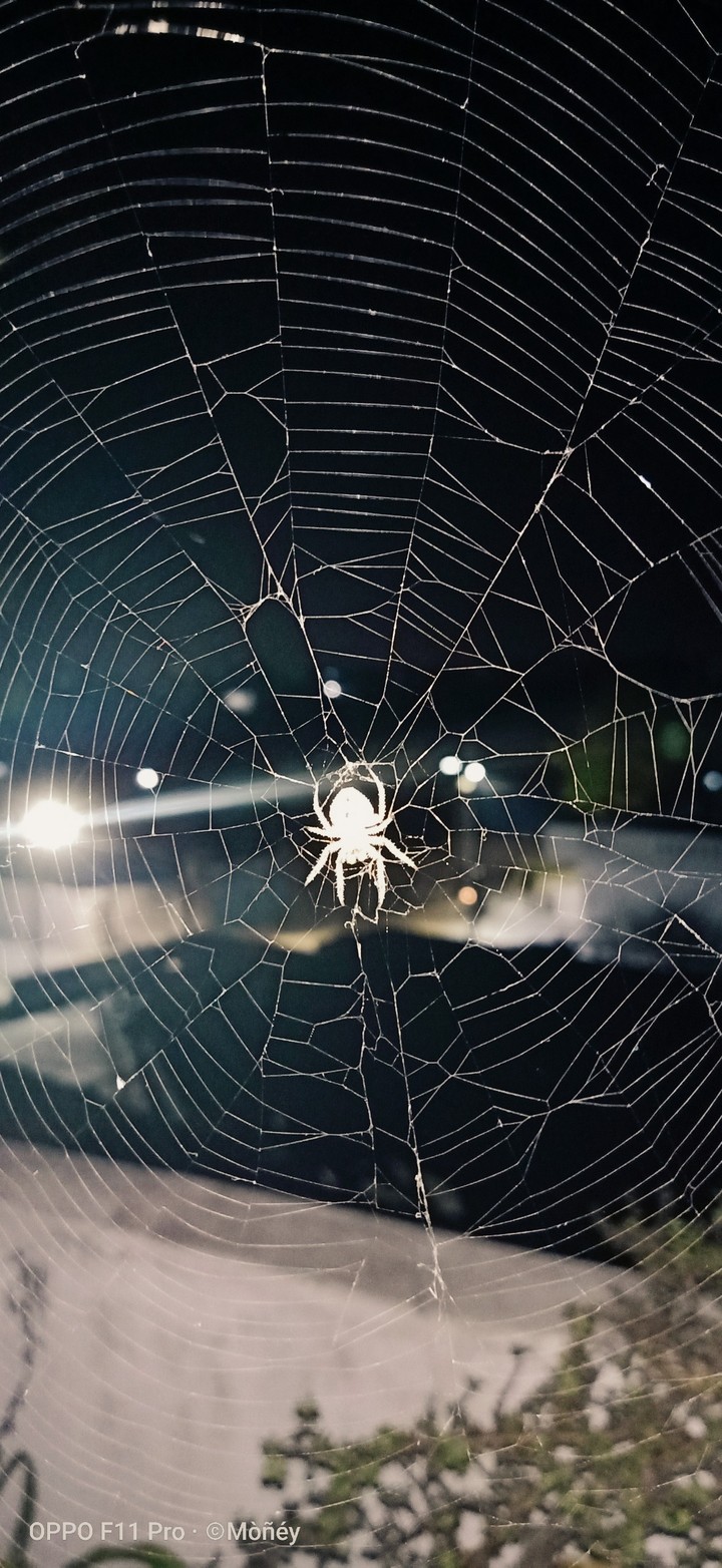 spider web