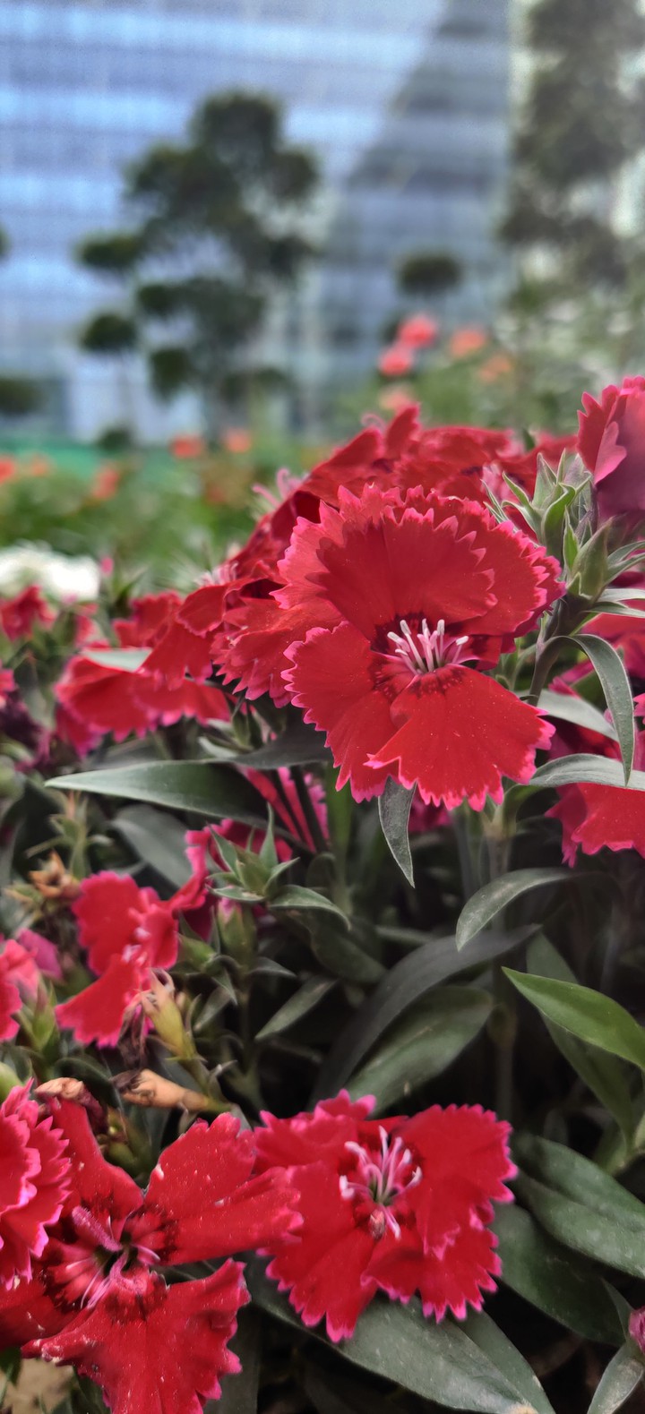flowers up-close