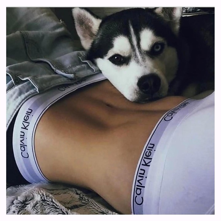 dog