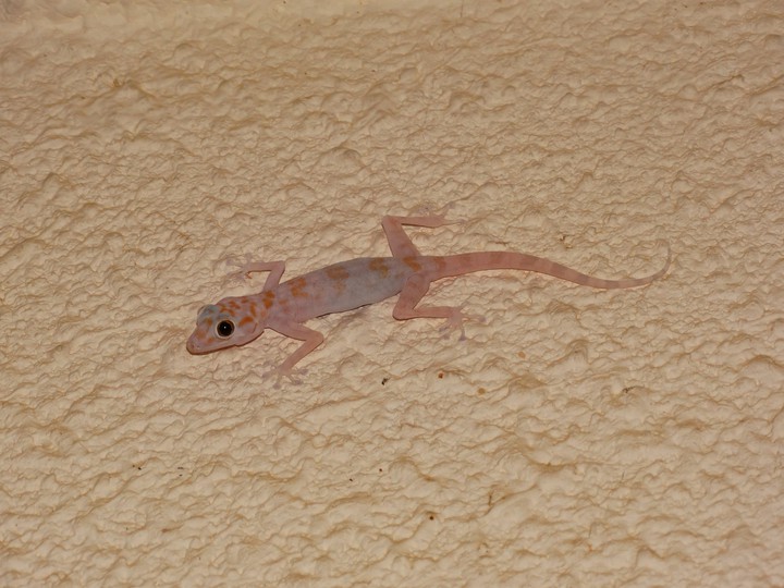 Egyptian gecko