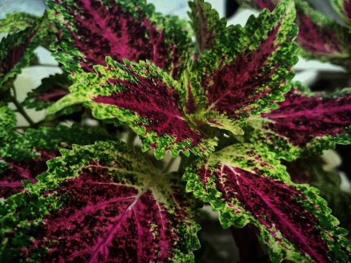 Solenostemon ?