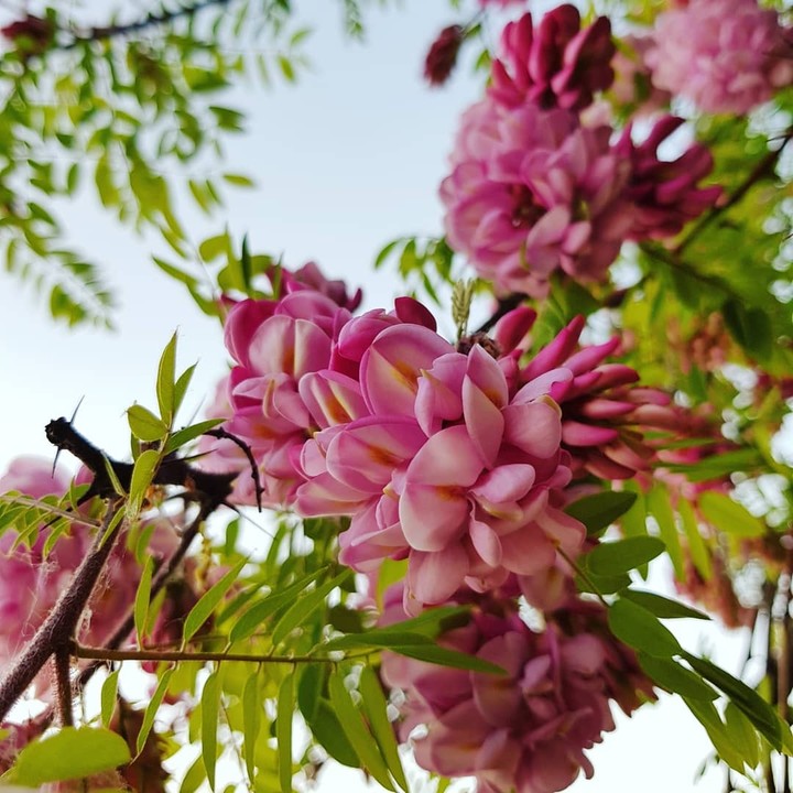 Beautiful spring
