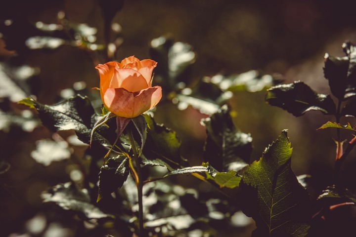 rose