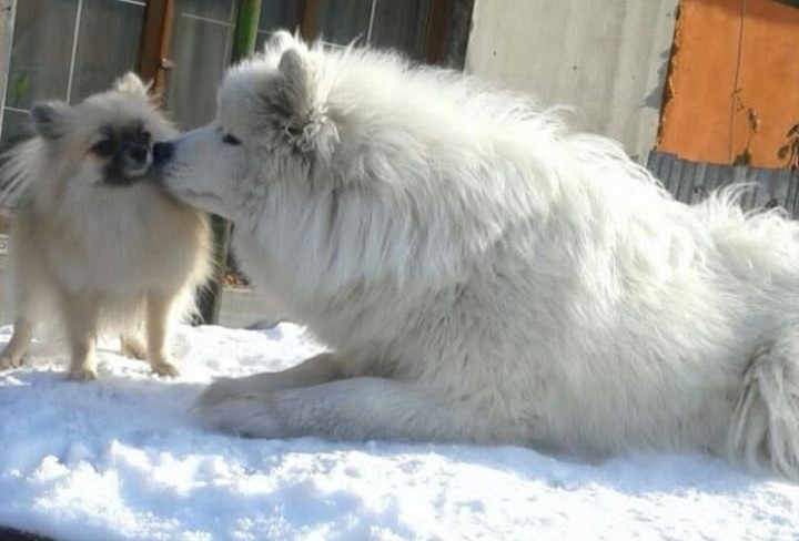 Мои любимые собаки!