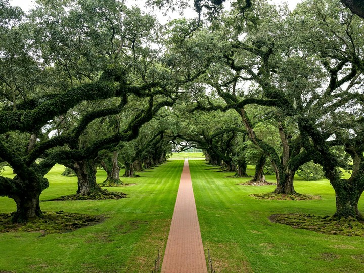 Alley of Oaks