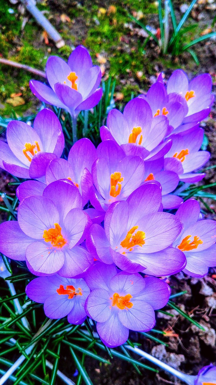 Amazing power of flower..