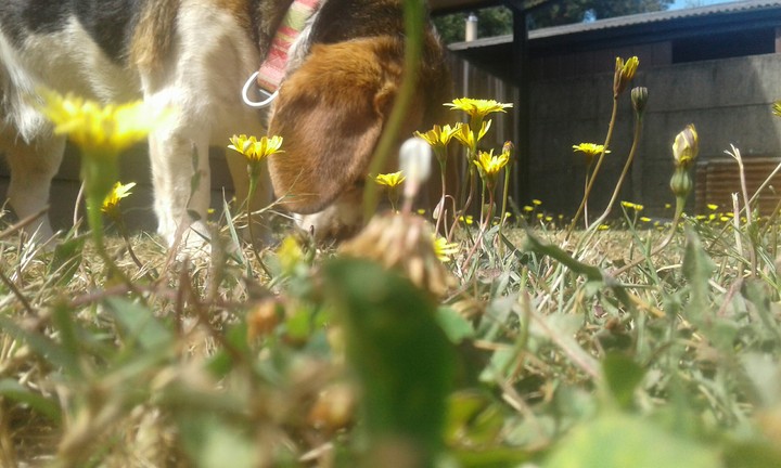 beagle
