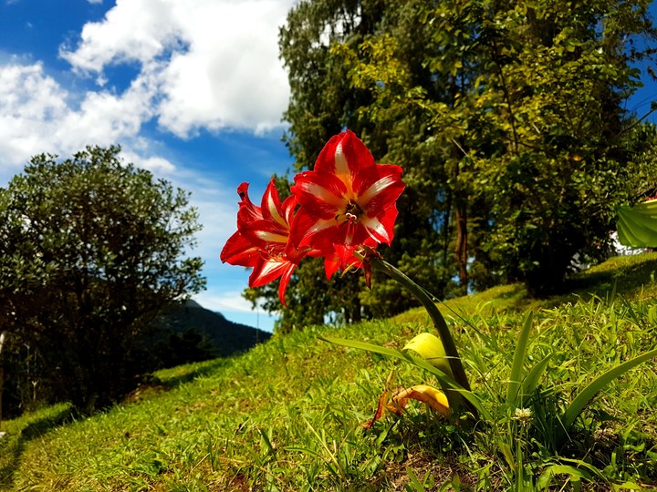Red Flower
