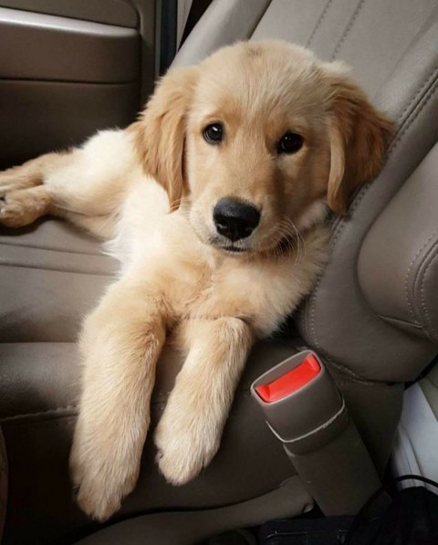 retriever, dog桌布