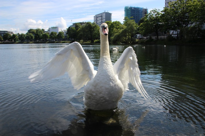 Schwan