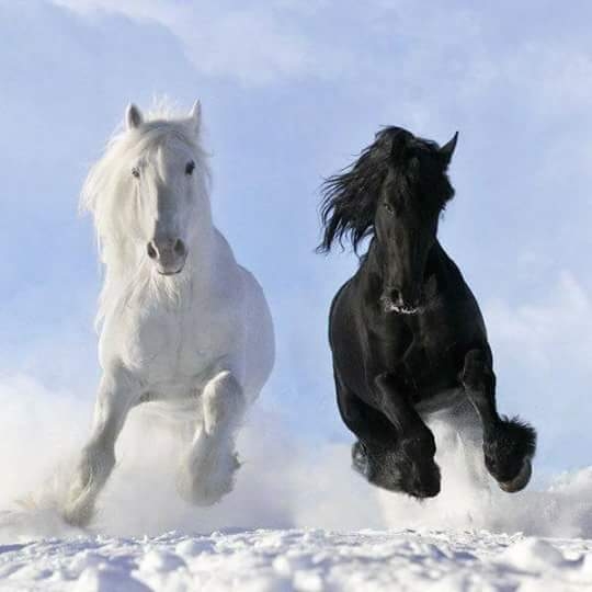 cavalos