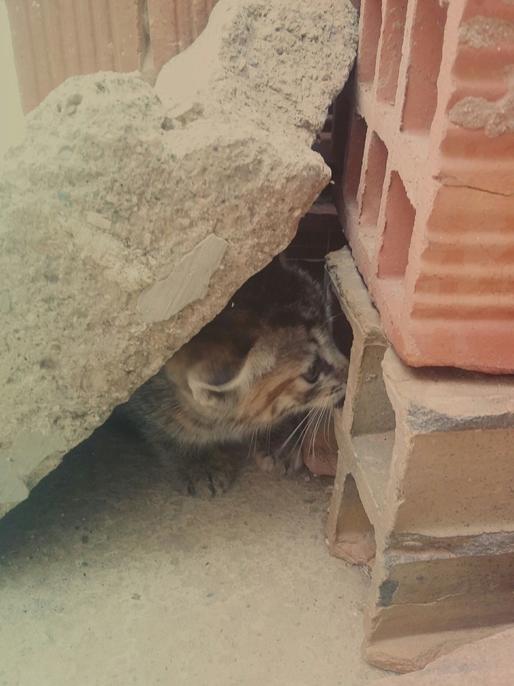 cat