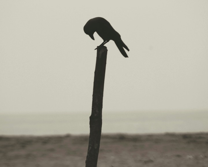 crow