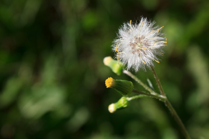 Dandelion Flower