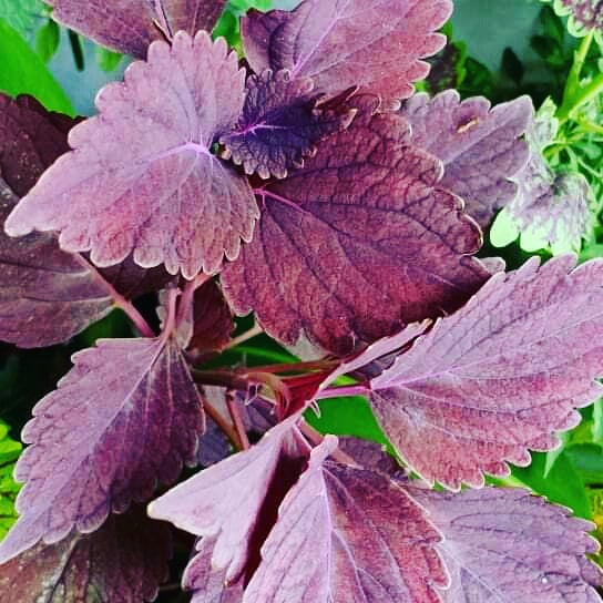 coleus