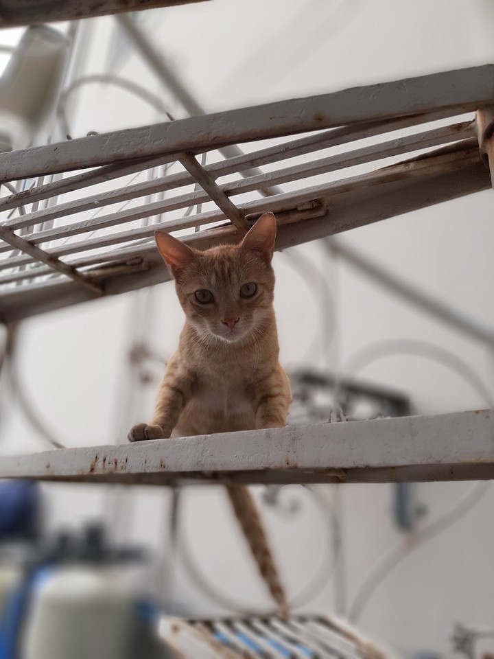 Say Hi