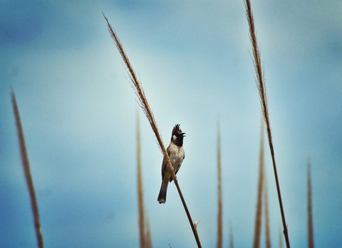 Sparrow