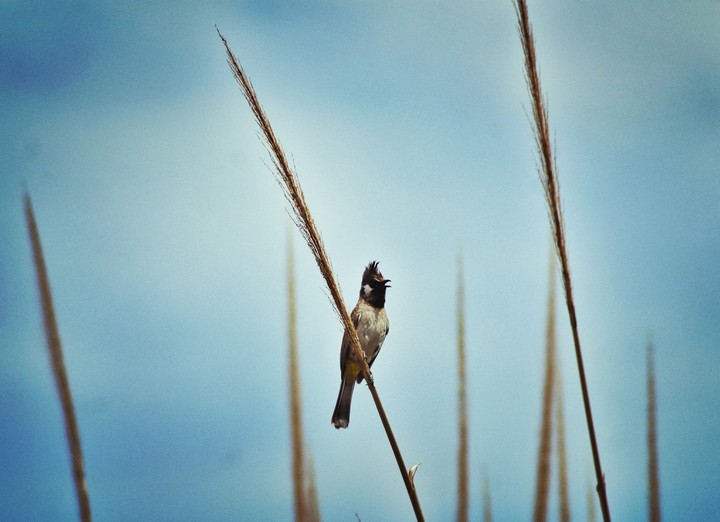 Sparrow