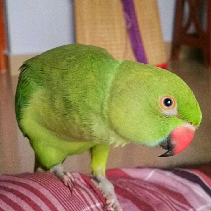 Green parrot