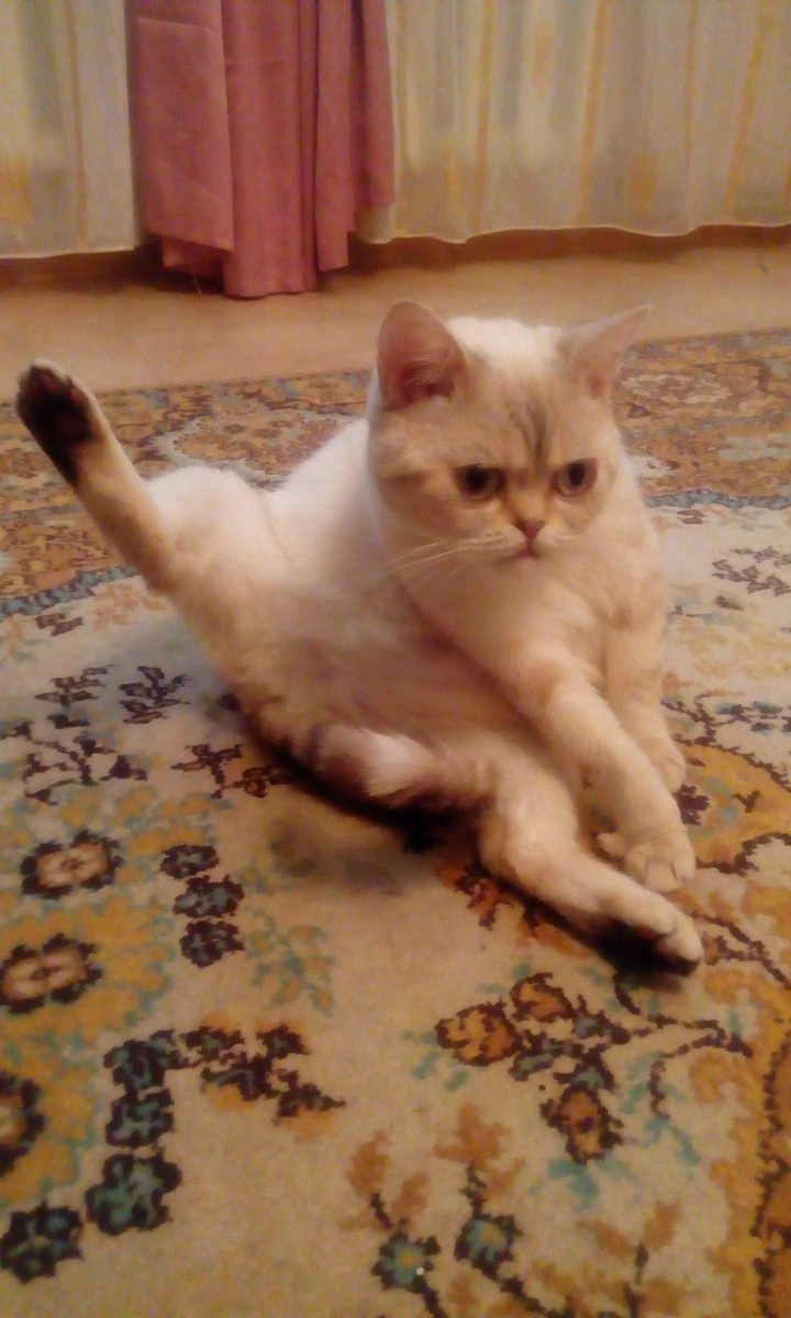 кот