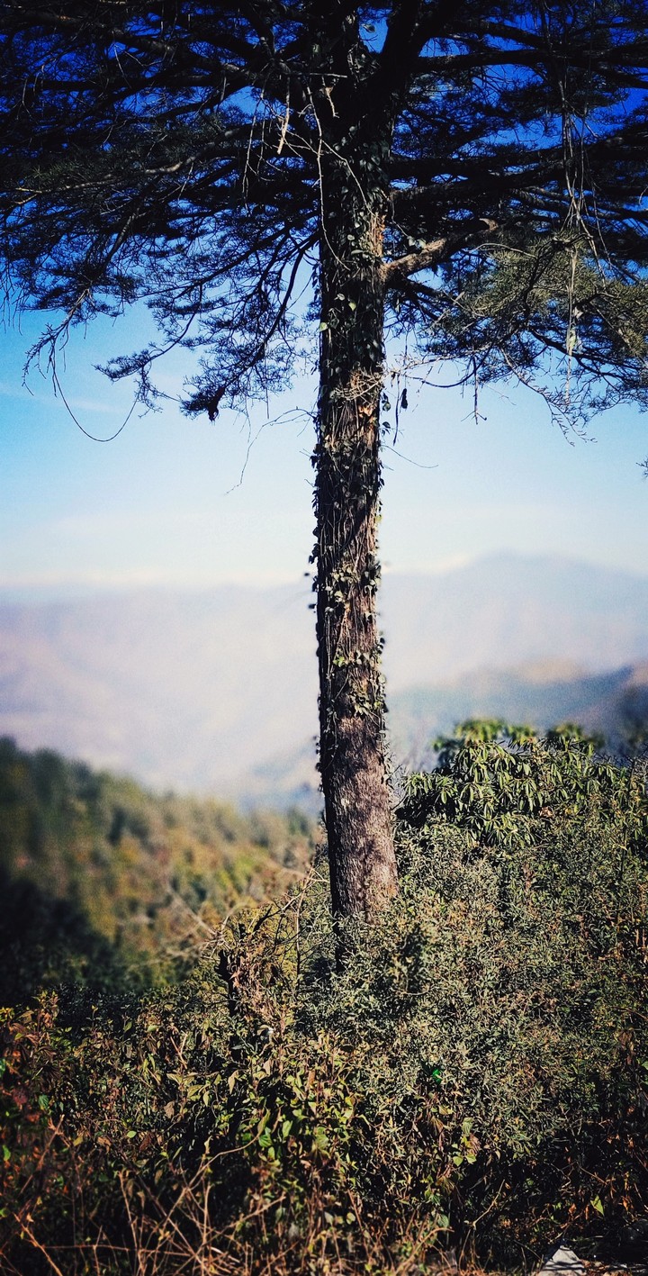 tree