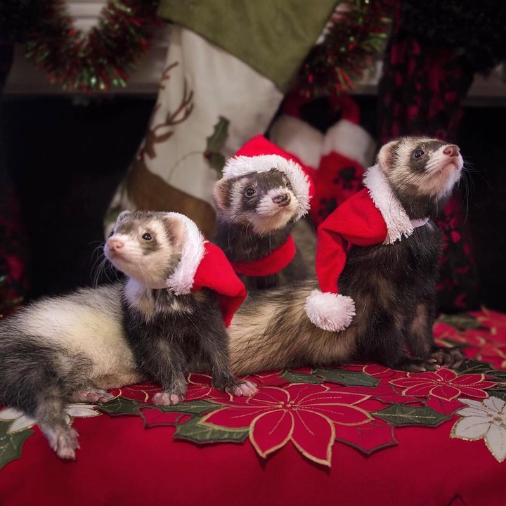 Ferrets Merry Christmas!!!
