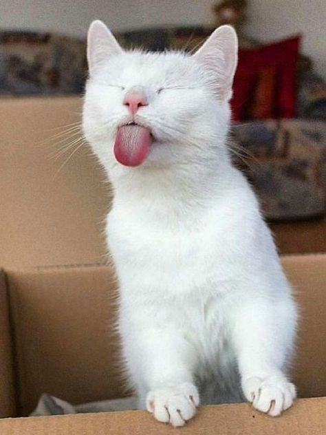 Funny Cute Cat