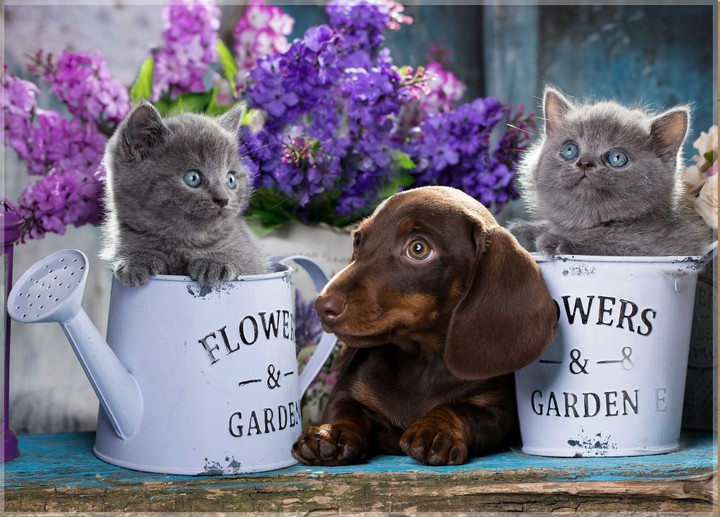 PUPPY & PUSSIES