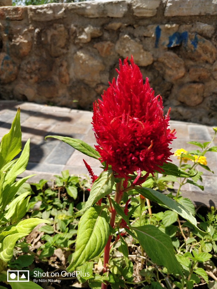 flower