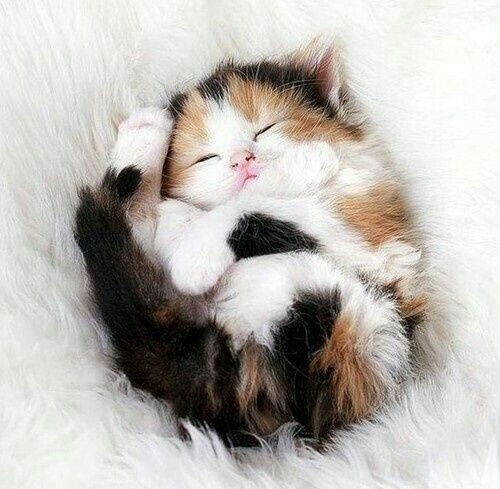 sleeping beauty