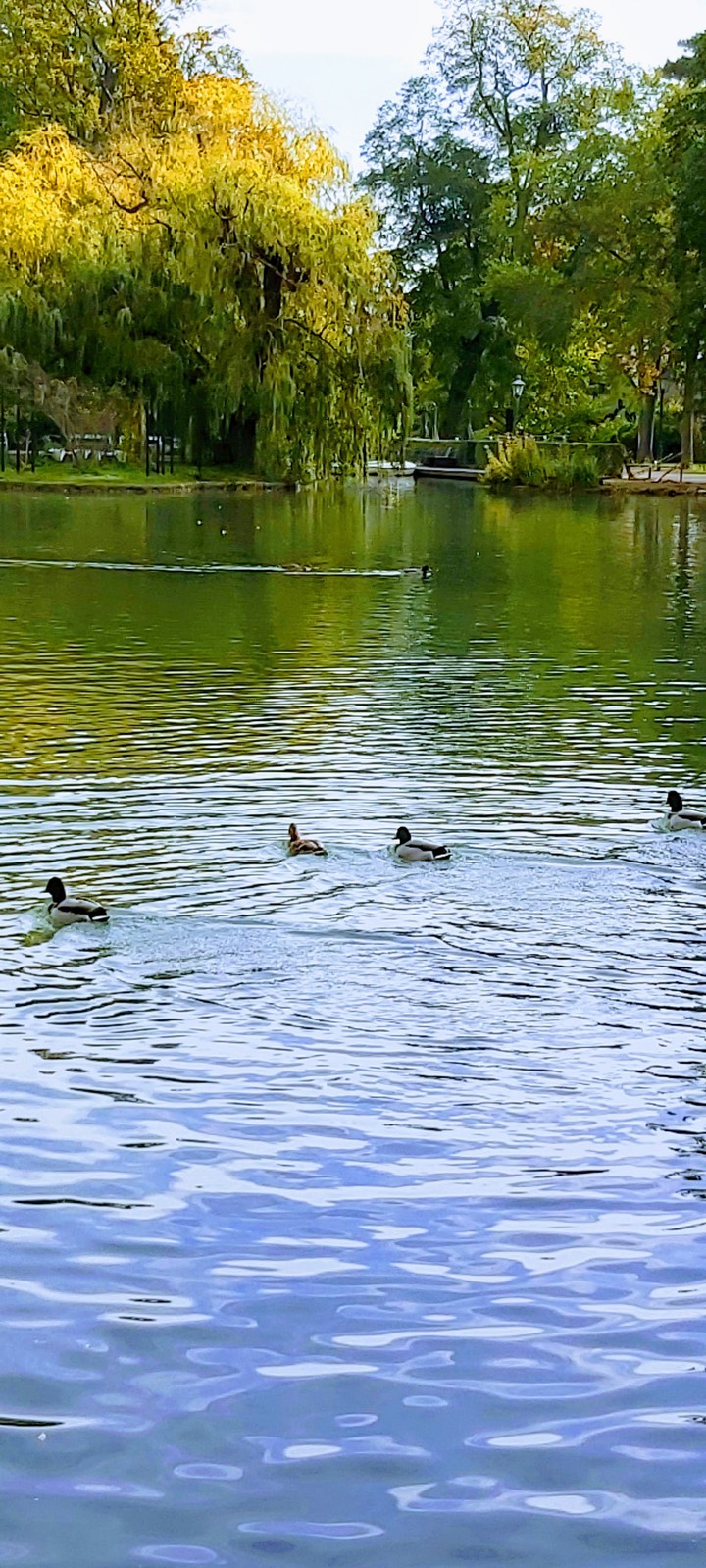 ducks