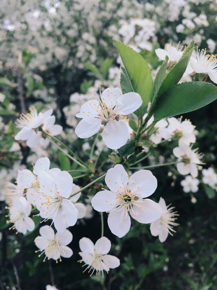Spring