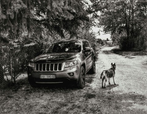 Jeep and husky